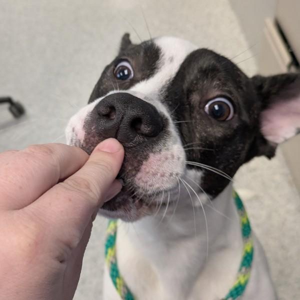 Enlarge Akira, a Adoptable mixed breed in Des Moines, IA image 4/4