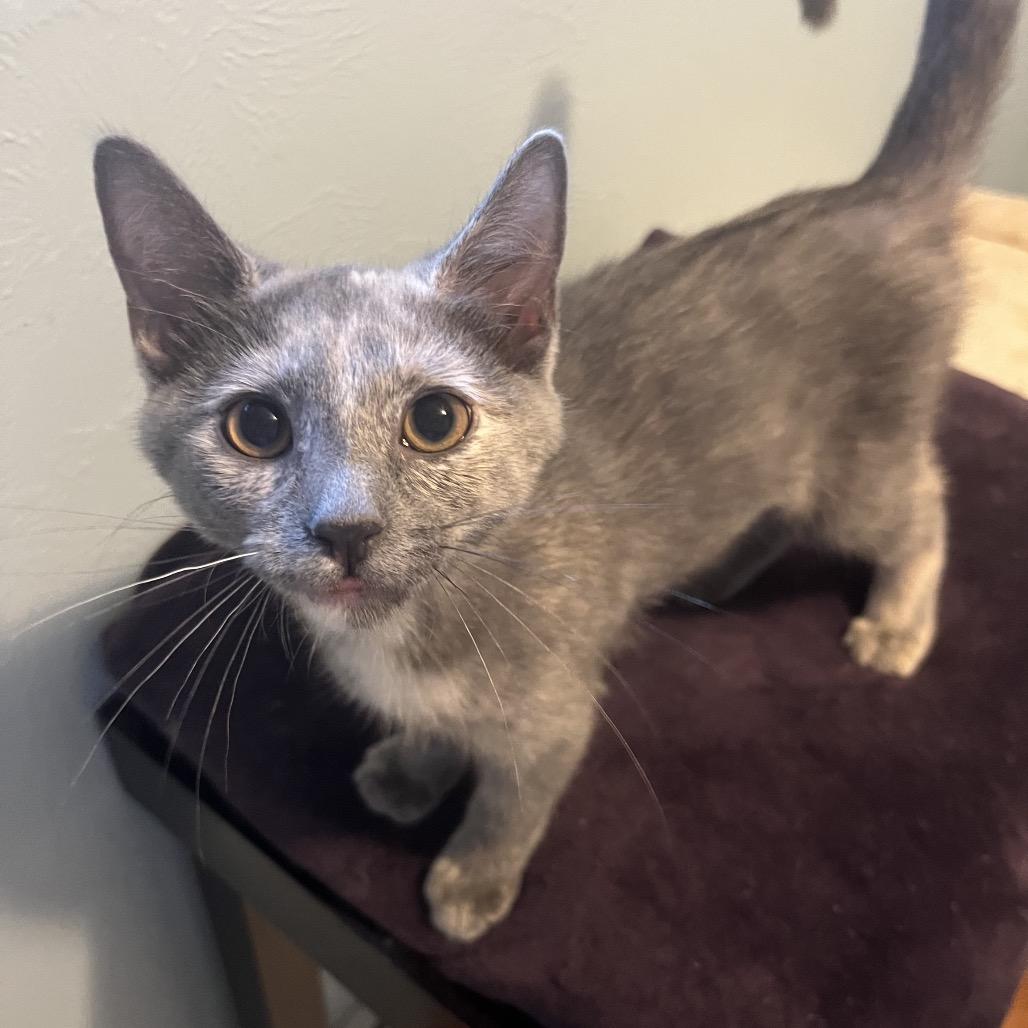 Enlarge Daisy Mae, a Adoptable Domestic Short Hair in Gibsonia, PA image 1/6
