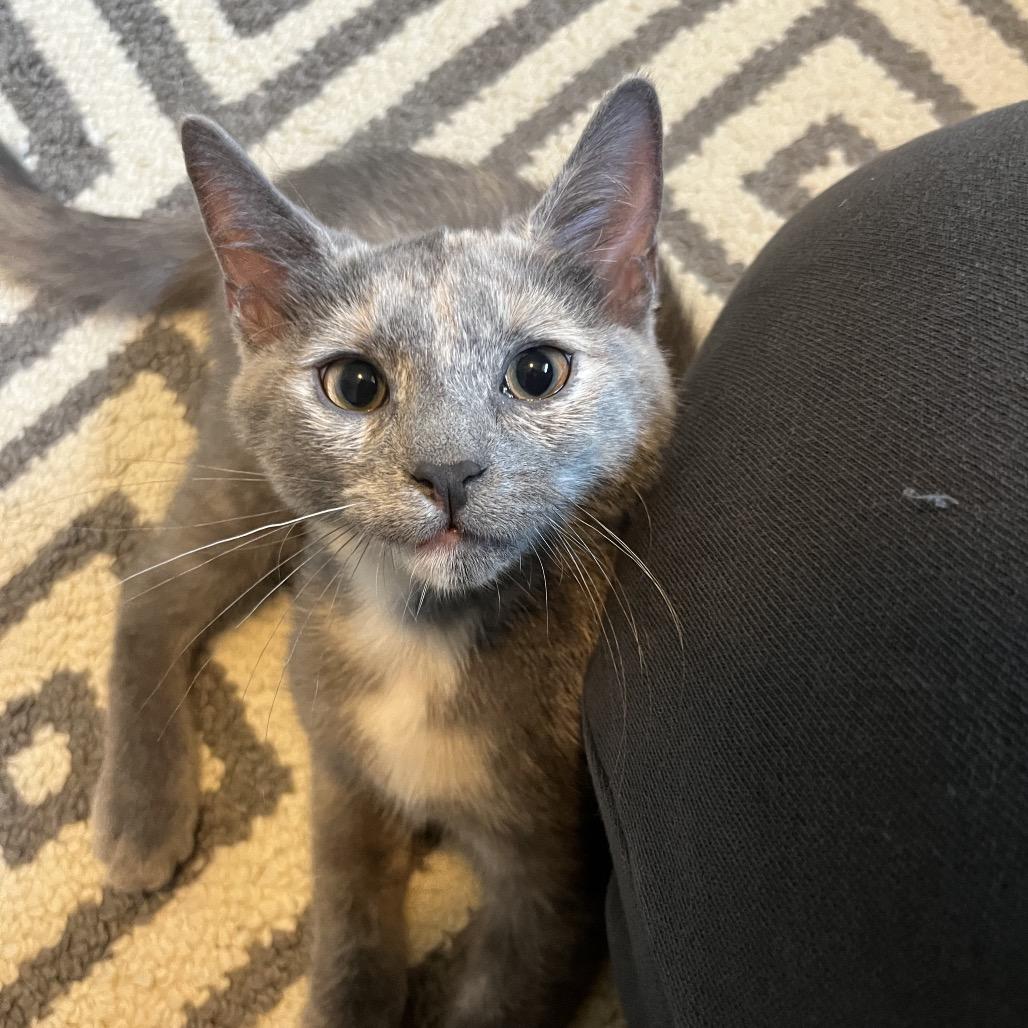 Enlarge Daisy Mae, a Adoptable Domestic Short Hair in Gibsonia, PA image 2/6
