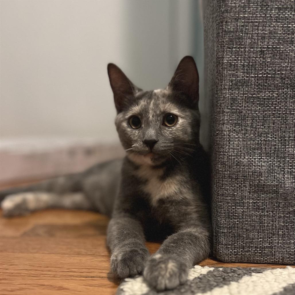 Enlarge Daisy Mae, a Adoptable Domestic Short Hair in Gibsonia, PA image 3/6