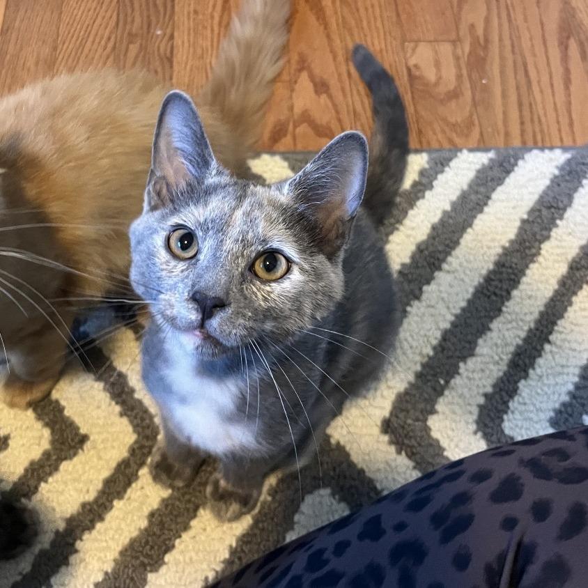 Enlarge Daisy Mae, a Adoptable Domestic Short Hair in Gibsonia, PA image 5/6