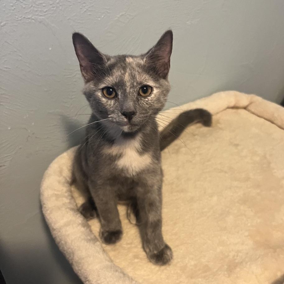 Enlarge Daisy Mae, a Adoptable Domestic Short Hair in Gibsonia, PA image 6/6