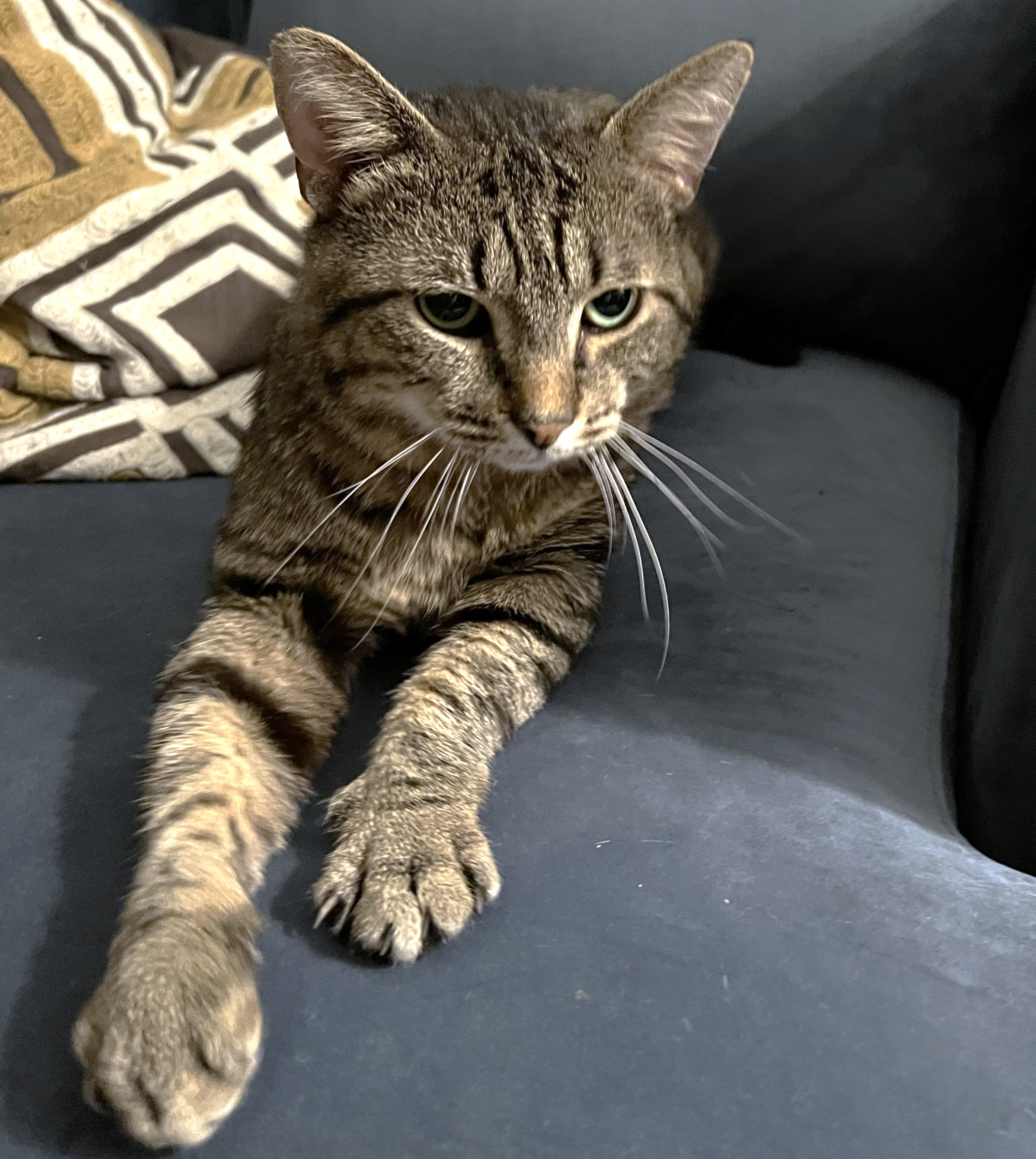 Russell, a Adoptable Domestic Short Hair in Philadelphia, PA image 2/6