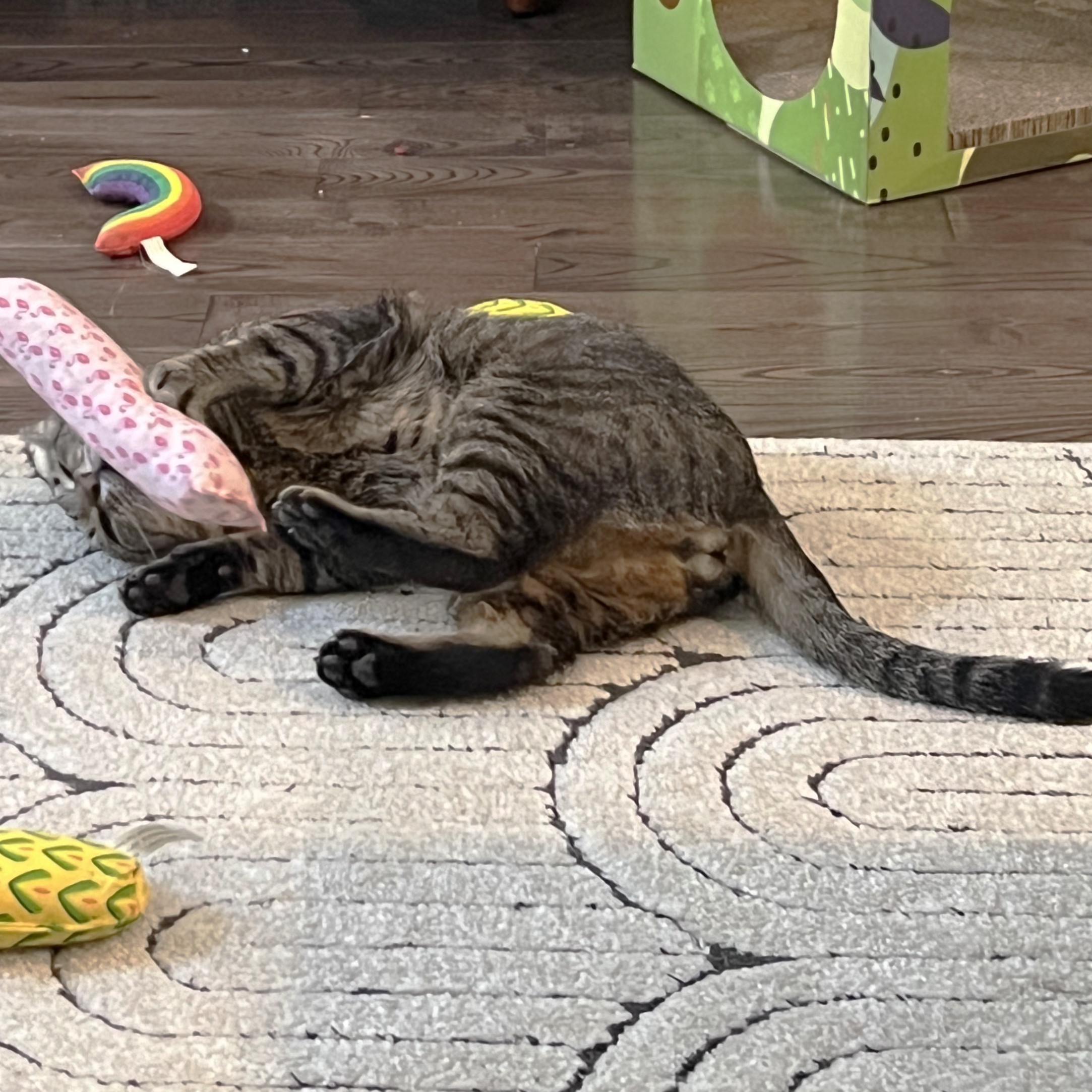 Russell, a Adoptable Domestic Short Hair in Philadelphia, PA image 6/6