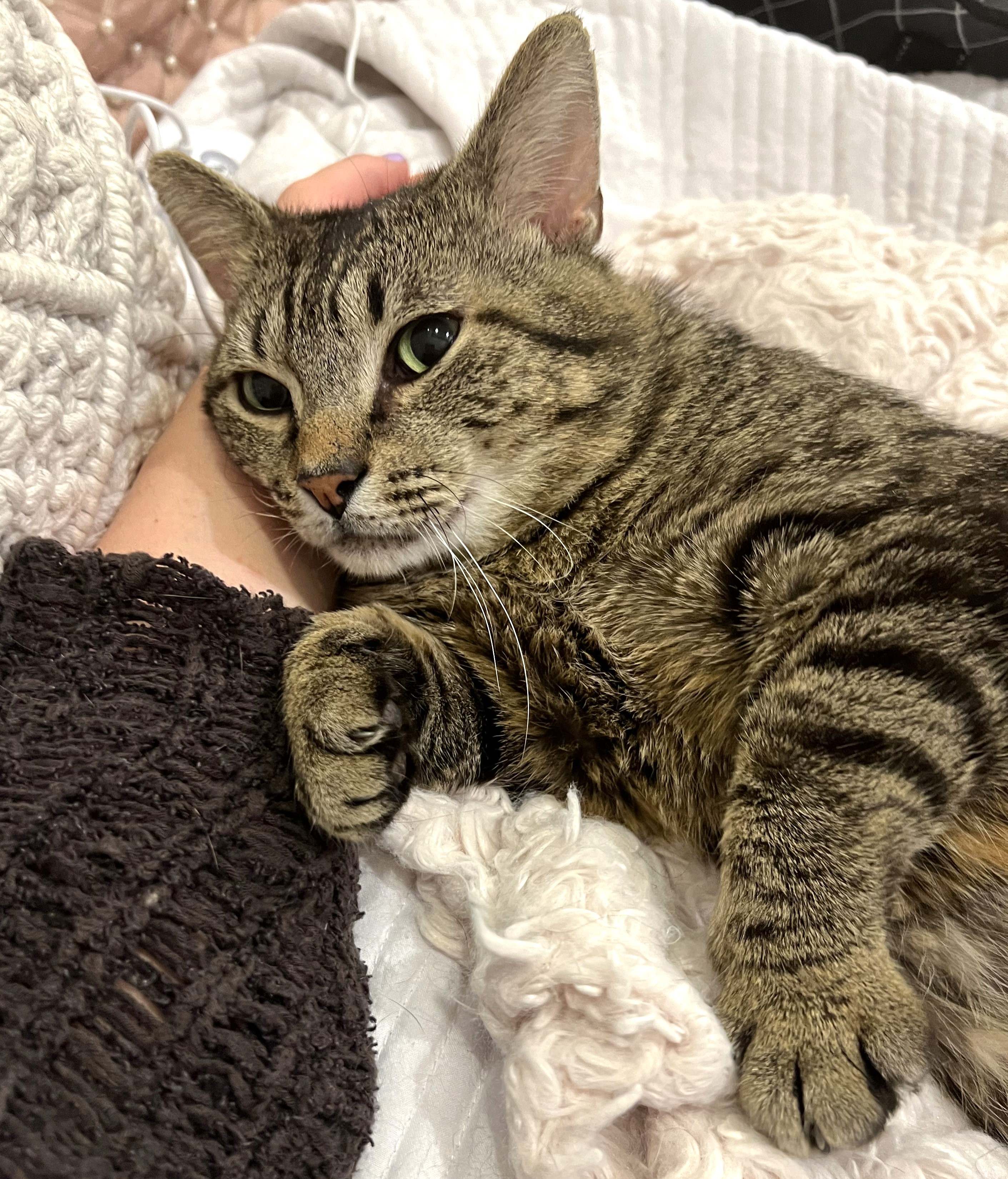 Russell, a Adoptable Domestic Short Hair in Philadelphia, PA image 4/6