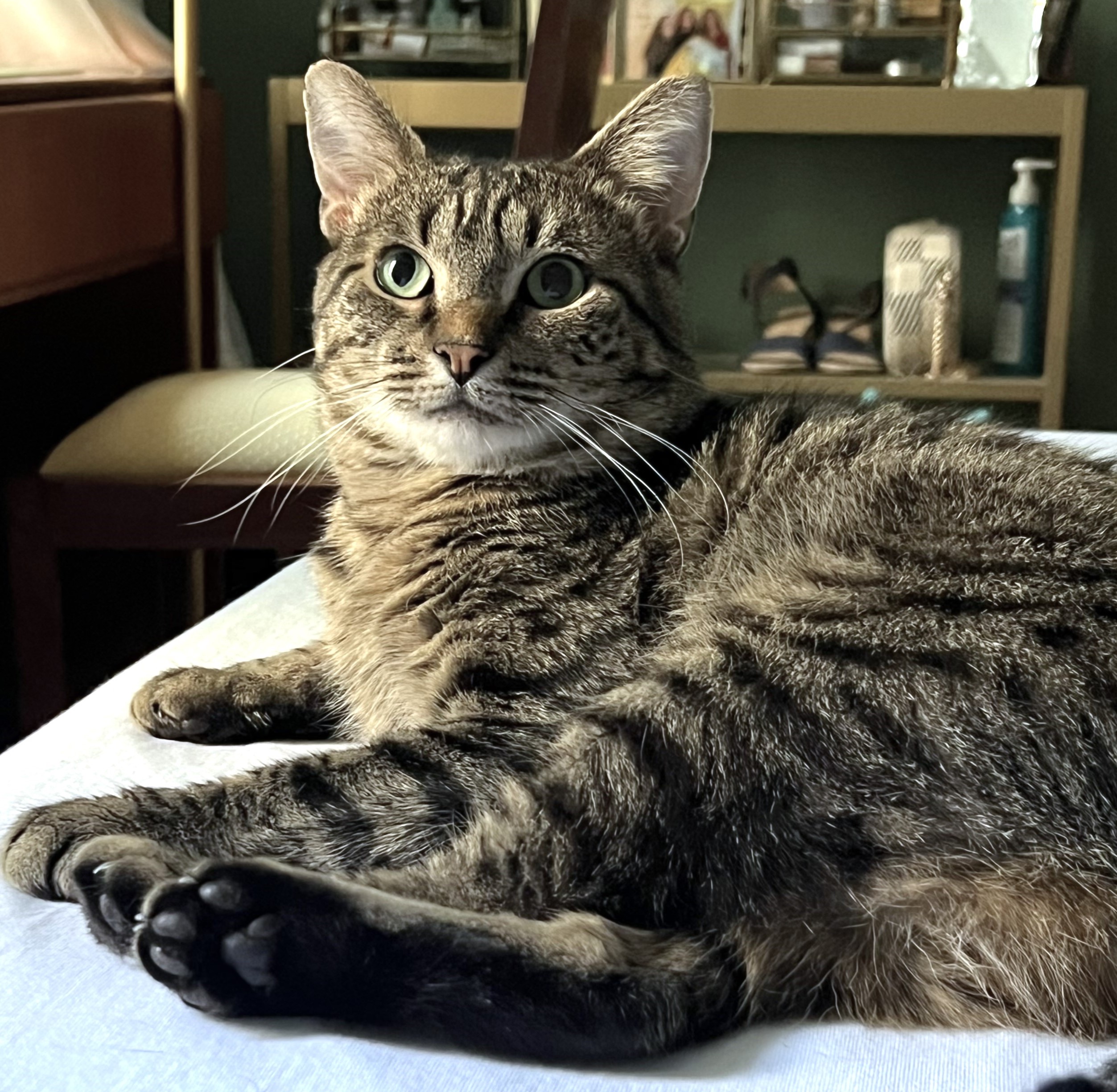 Russell, Adoptable, Adult Male Domestic Short Hair.