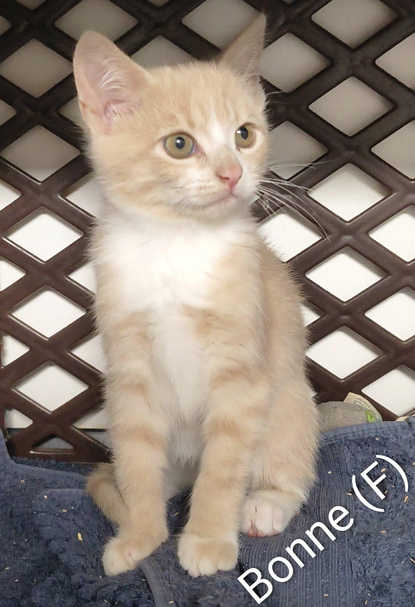 Bonne, Adopted, Kitten Female Domestic Medium Hair.