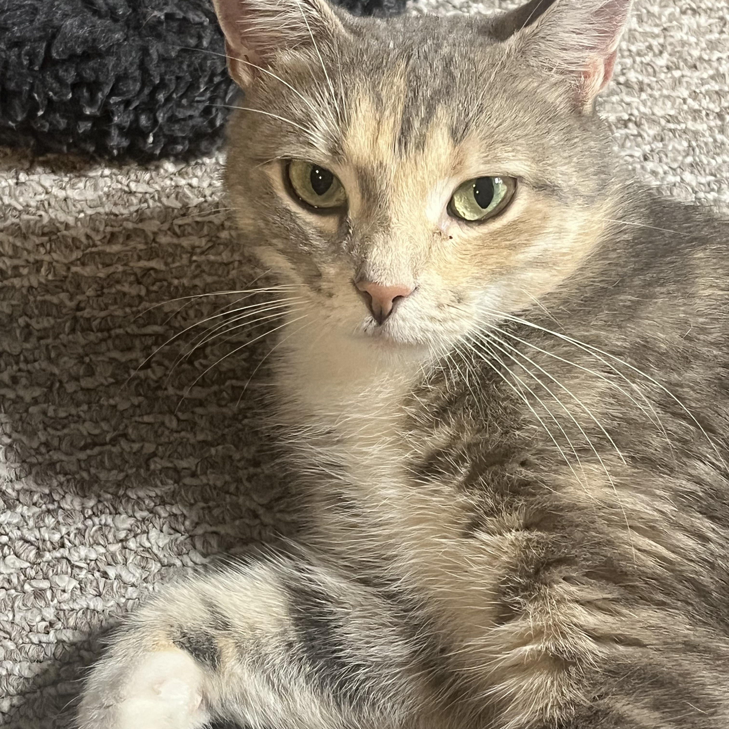 Portia photo