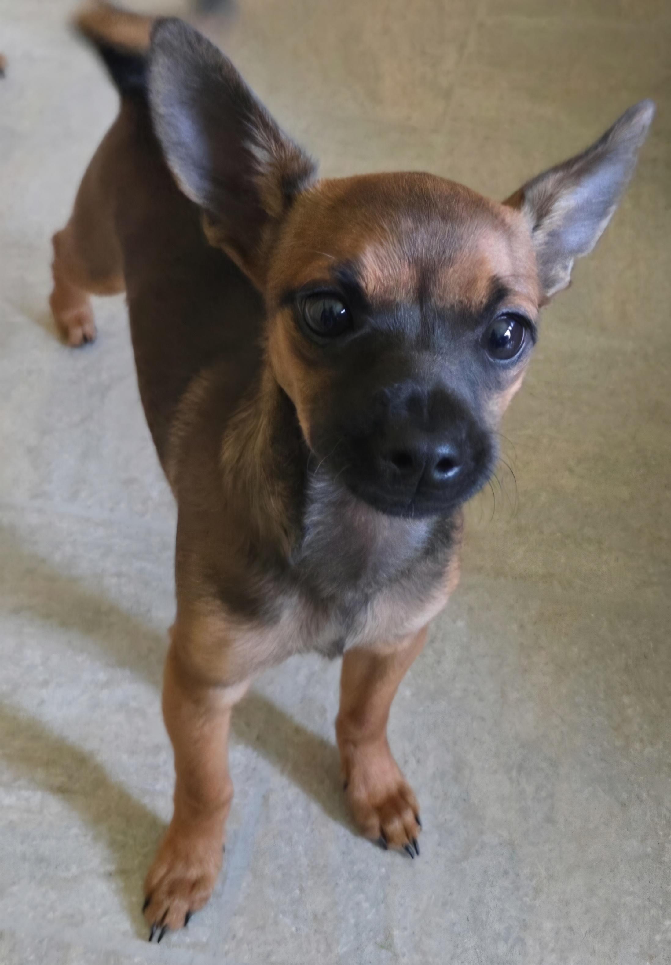 Enlarge Keanu aka Bup Bup, a Adoptable mixed breed in Menomonee Falls, WI image 2/3