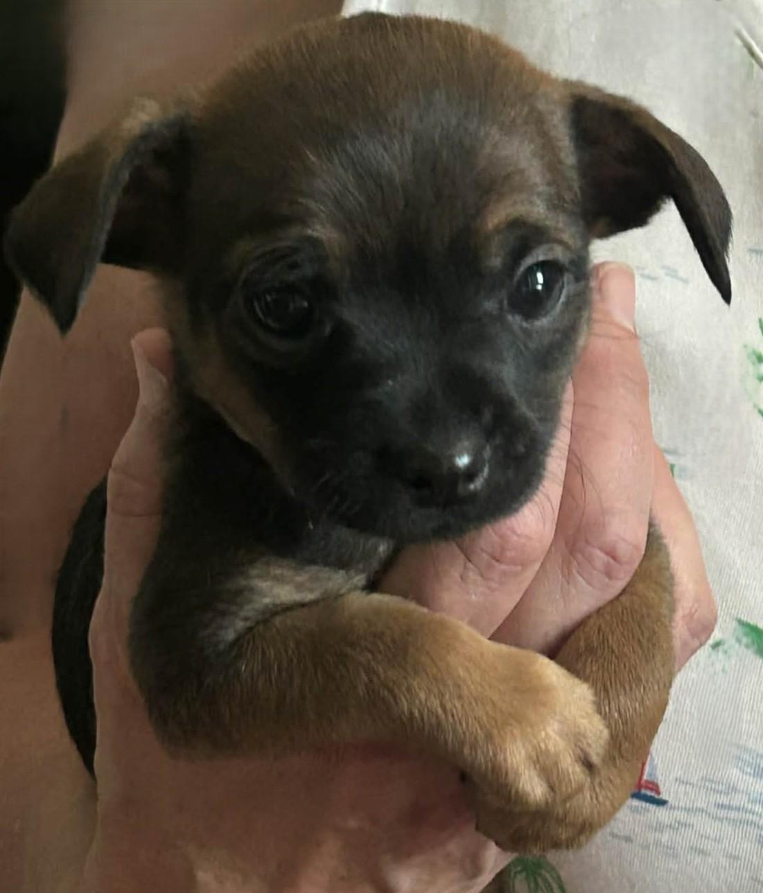 Keanu, ADOPTABLE, Puppy Male Chihuahua.