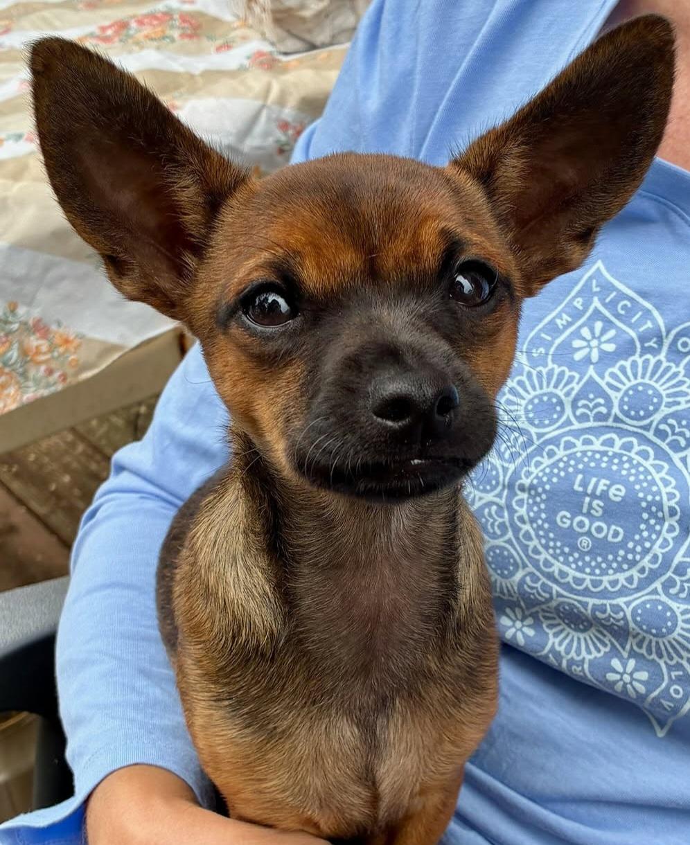 Keanu aka Bup Bup, Adoptable, Puppy Male Chihuahua.