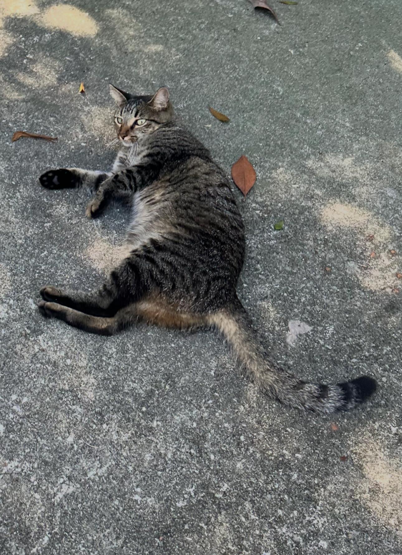 Bear Bear, Adopted, Young Male Domestic Medium Hair.