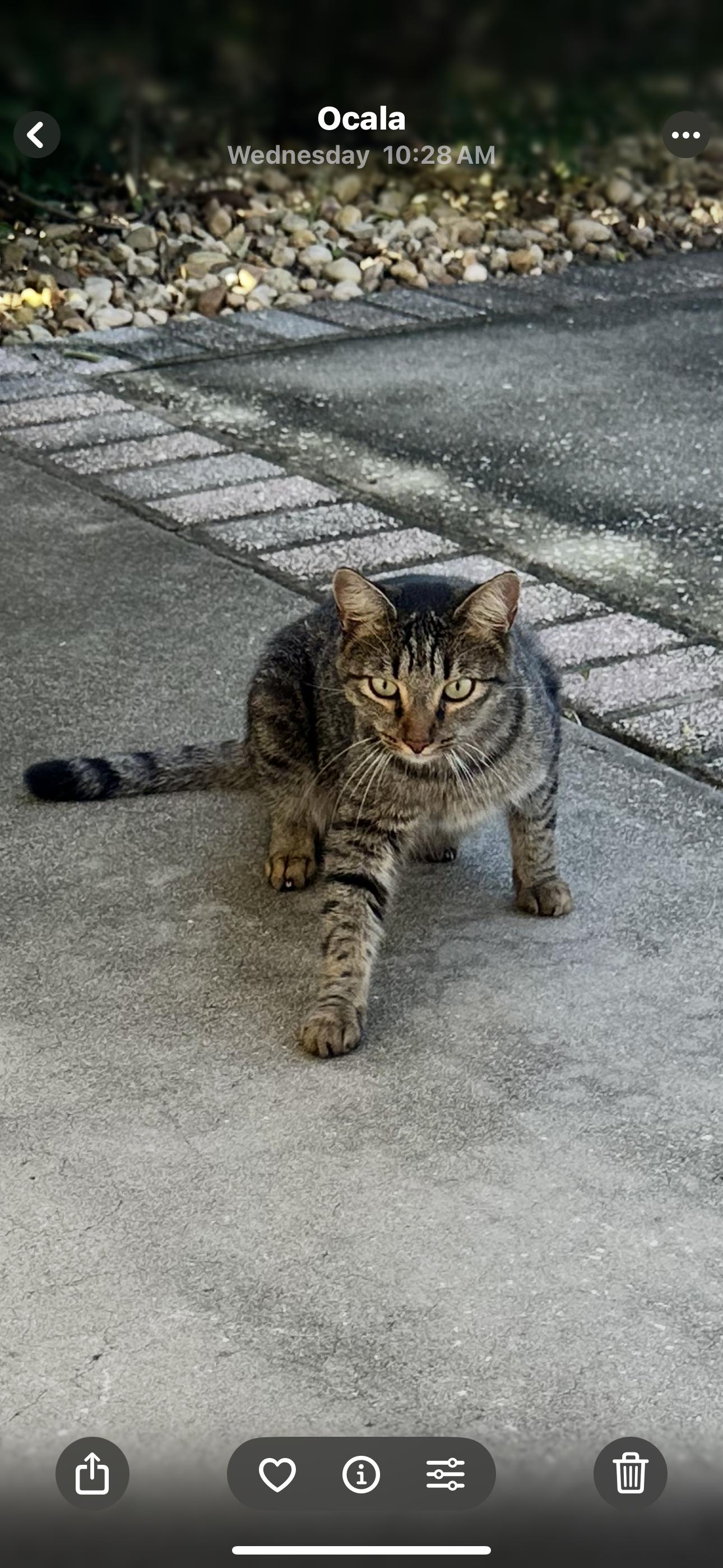Enlarge Bear Bear, a Adopted Domestic Medium Hair in Ocala, FL image 2/2