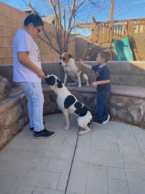 Oreo and Daisy, a Adoptable mixed breed in Beverly Hills, CA image 1/4