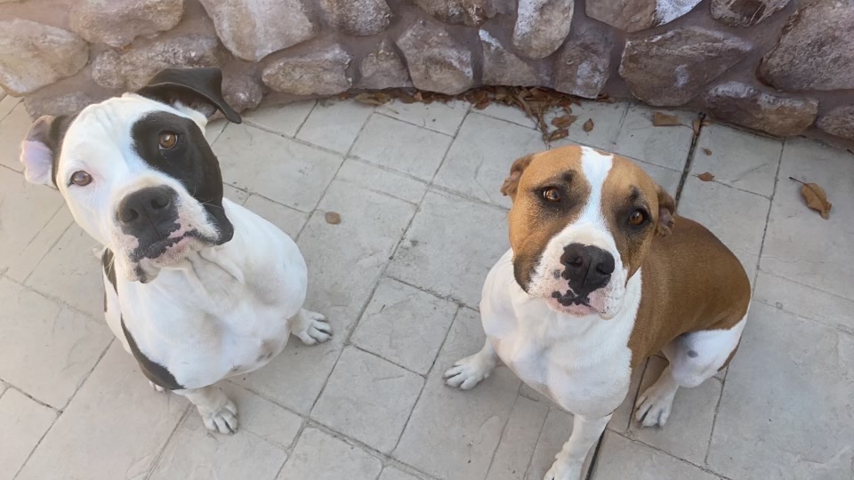 Oreo and Daisy, a Adoptable mixed breed in Beverly Hills, CA image 2/4