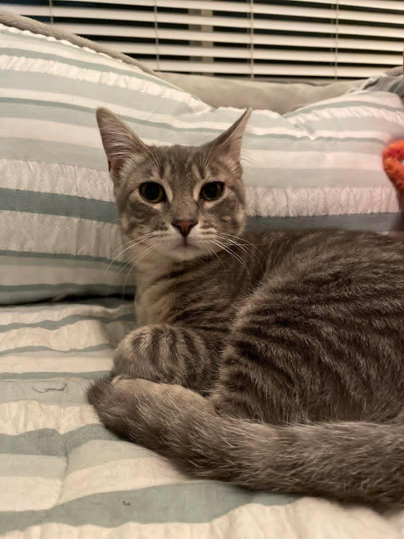 Pipi, Adoptable, Kitten Female Tabby.