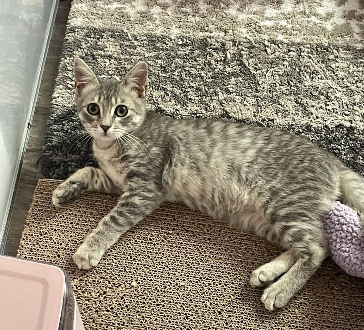 Enlarge Pipi, a Adoptable Tabby in Salida, CA image 2/2