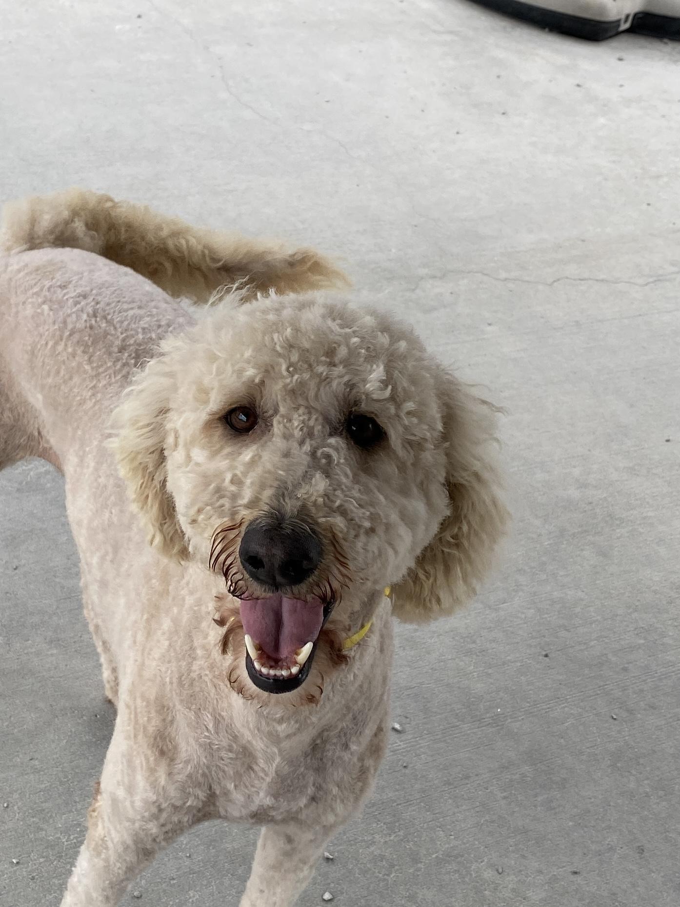 Enlarge Ellie, an adopted Goldendoodle in Hartford, KY image 2/5