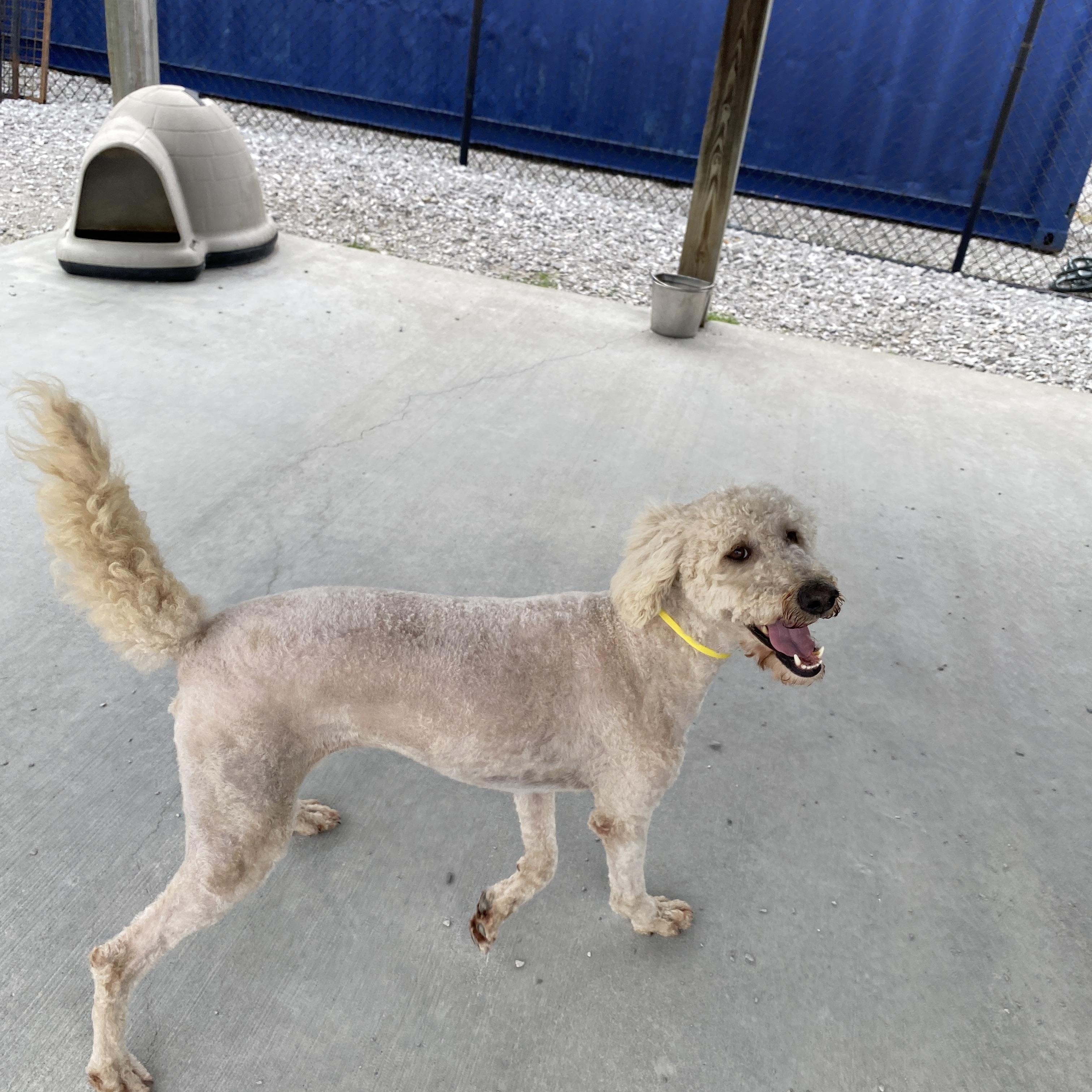 Enlarge Ellie, an adopted Goldendoodle in Hartford, KY image 3/5