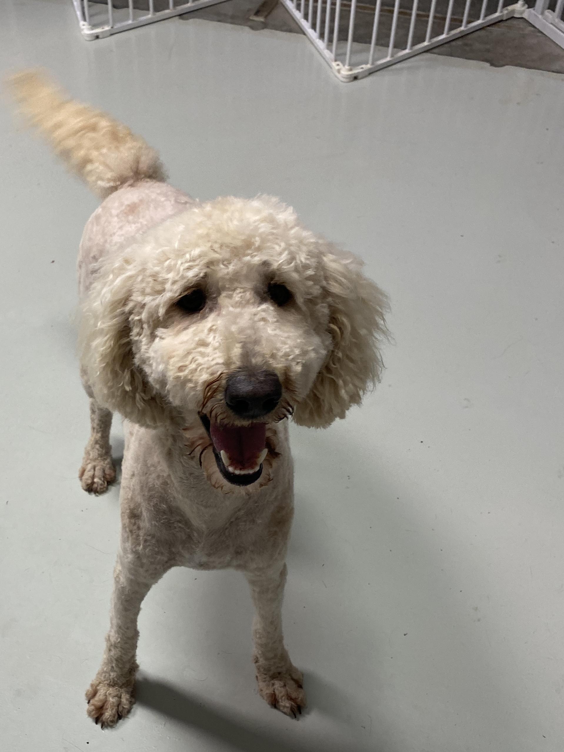 Enlarge Ellie, an adopted Goldendoodle in Hartford, KY image 5/5