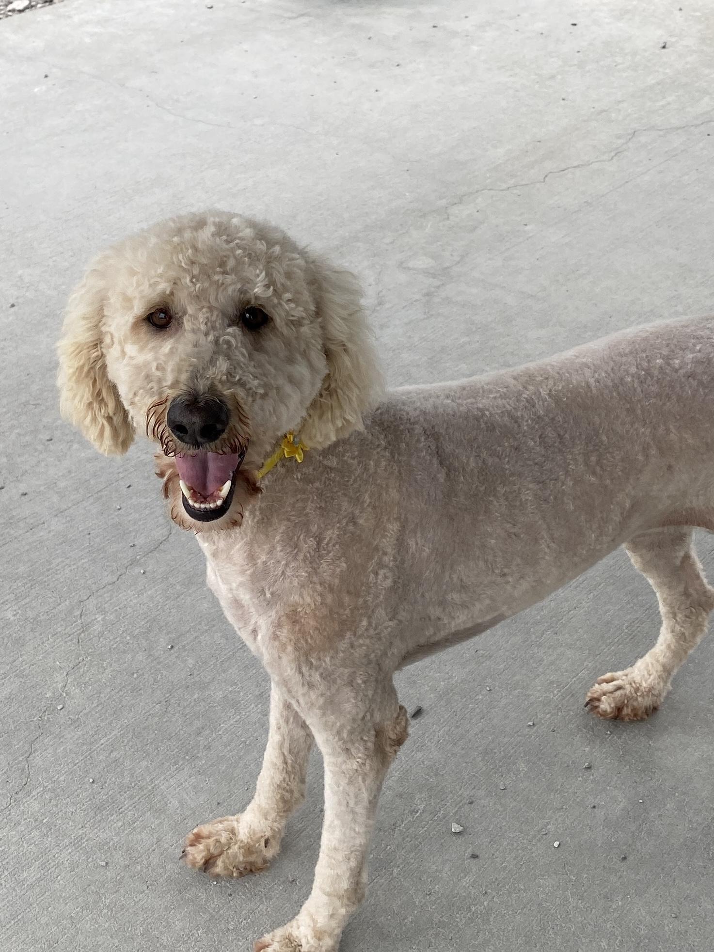 Enlarge Ellie, an adopted Goldendoodle in Hartford, KY image 1/5