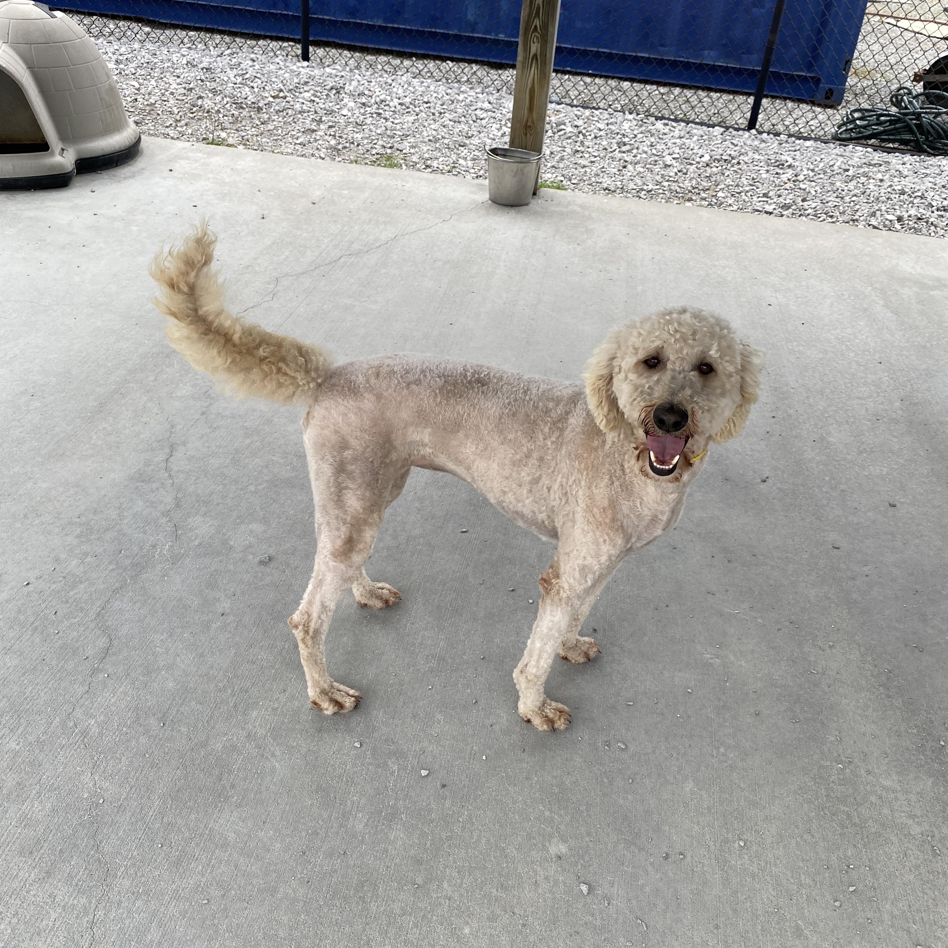 Enlarge Ellie, an adopted Goldendoodle in Hartford, KY image 4/5