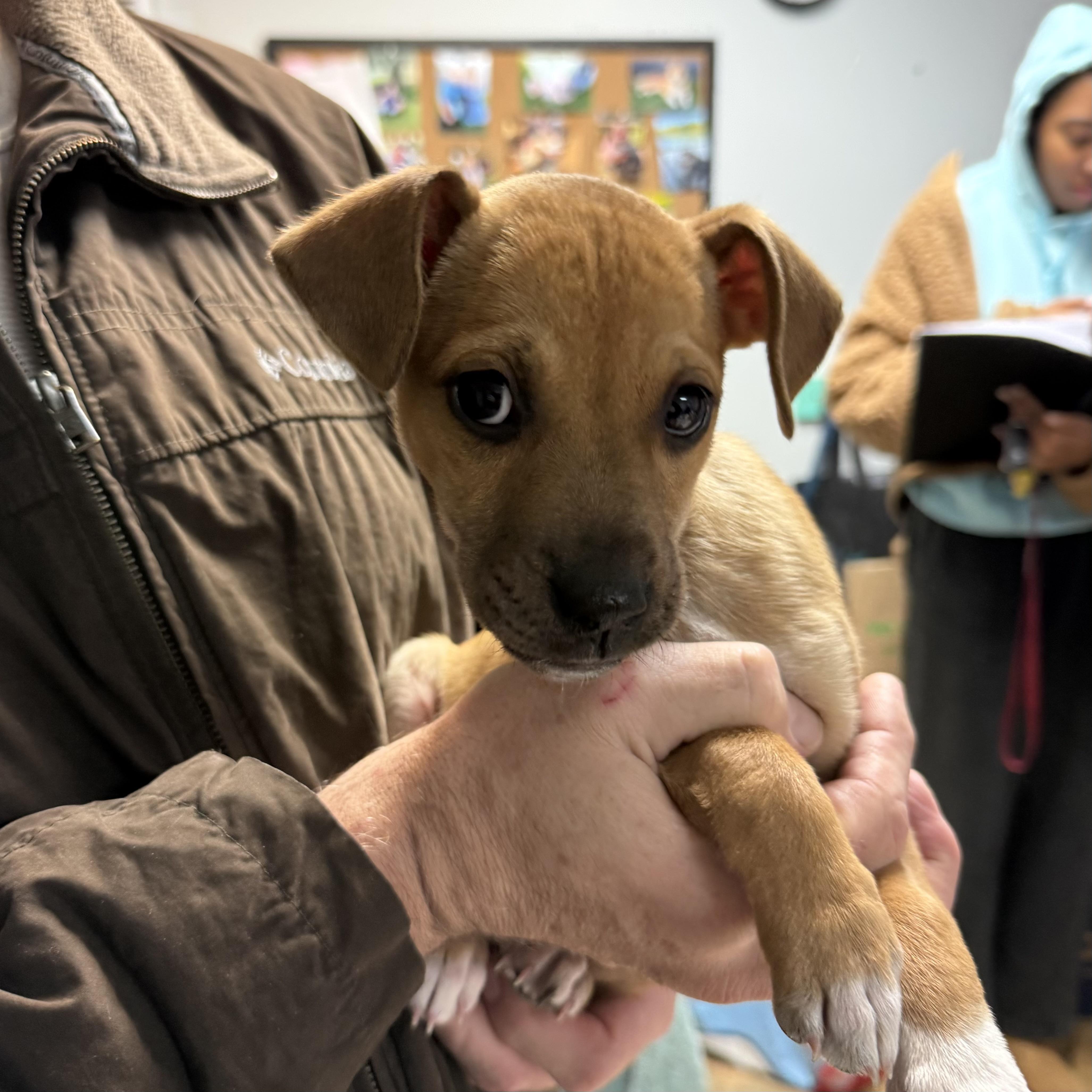 Kelpie — thumbnail 3