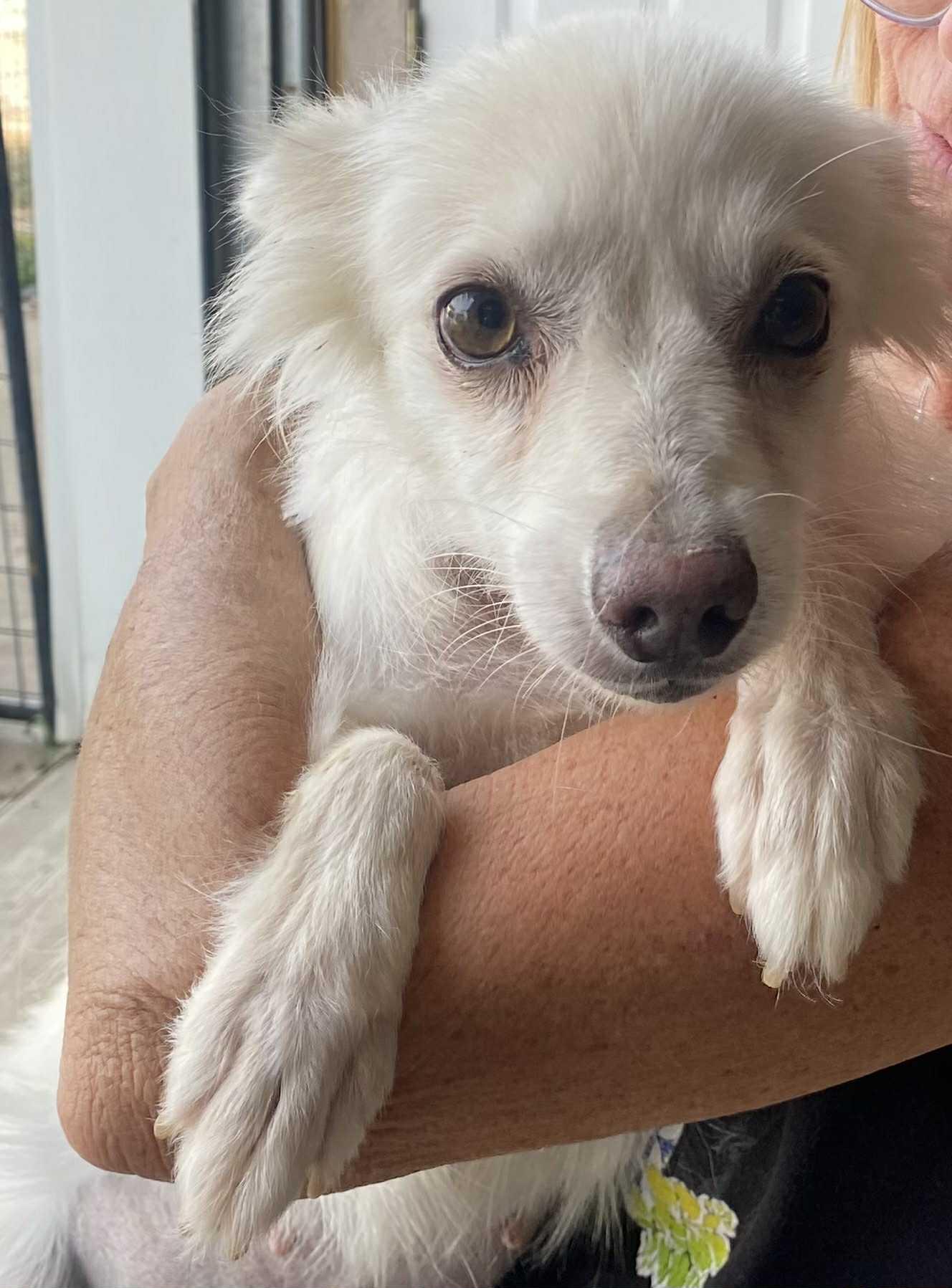 Lucy, Adoptable, Adult Female American Eskimo Dog.