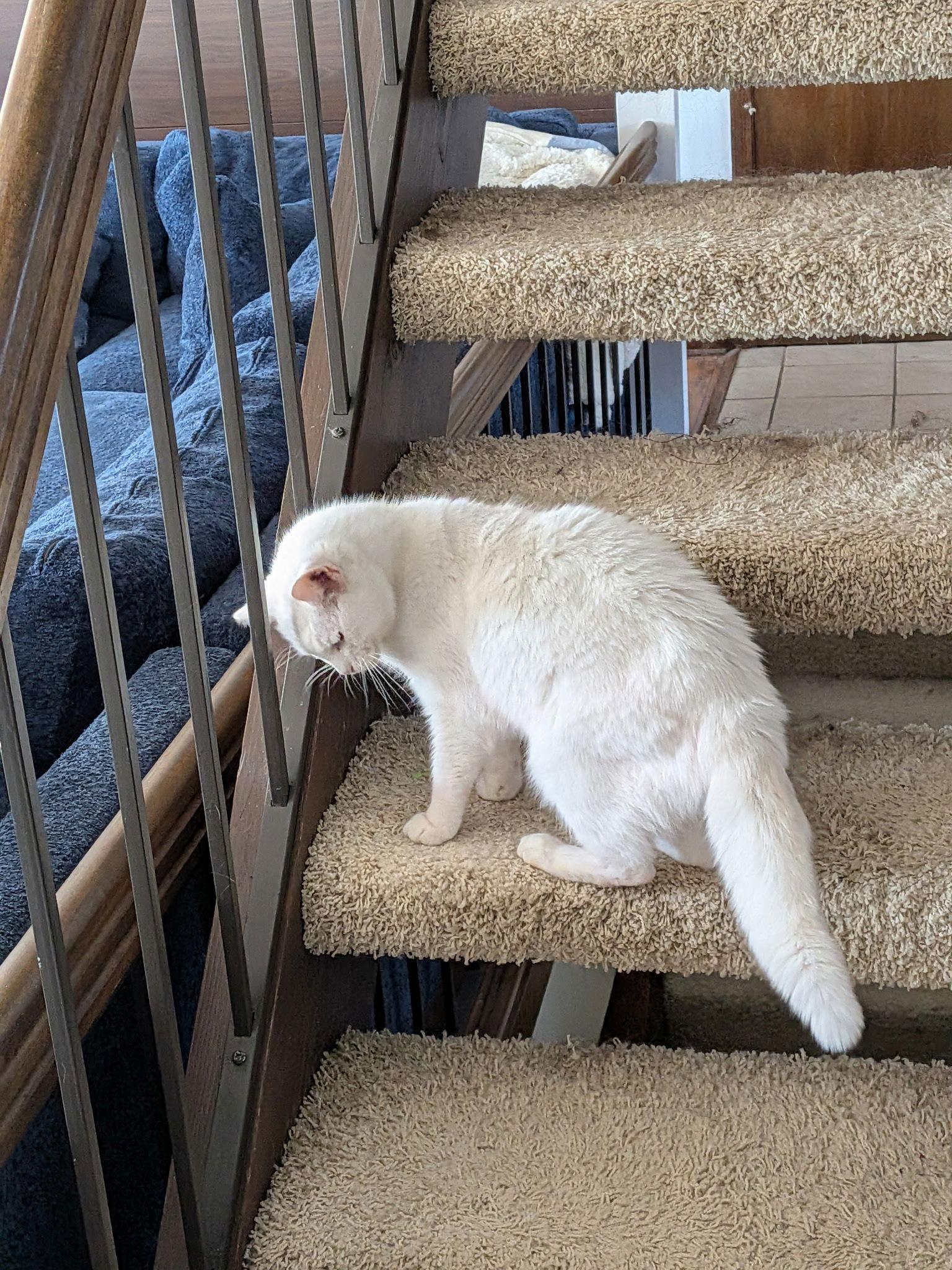 Angel — thumbnail 2