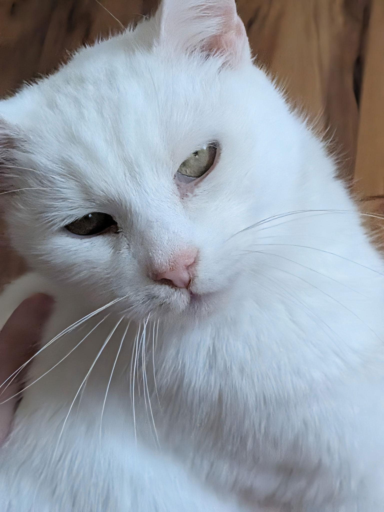 Angel — thumbnail 3