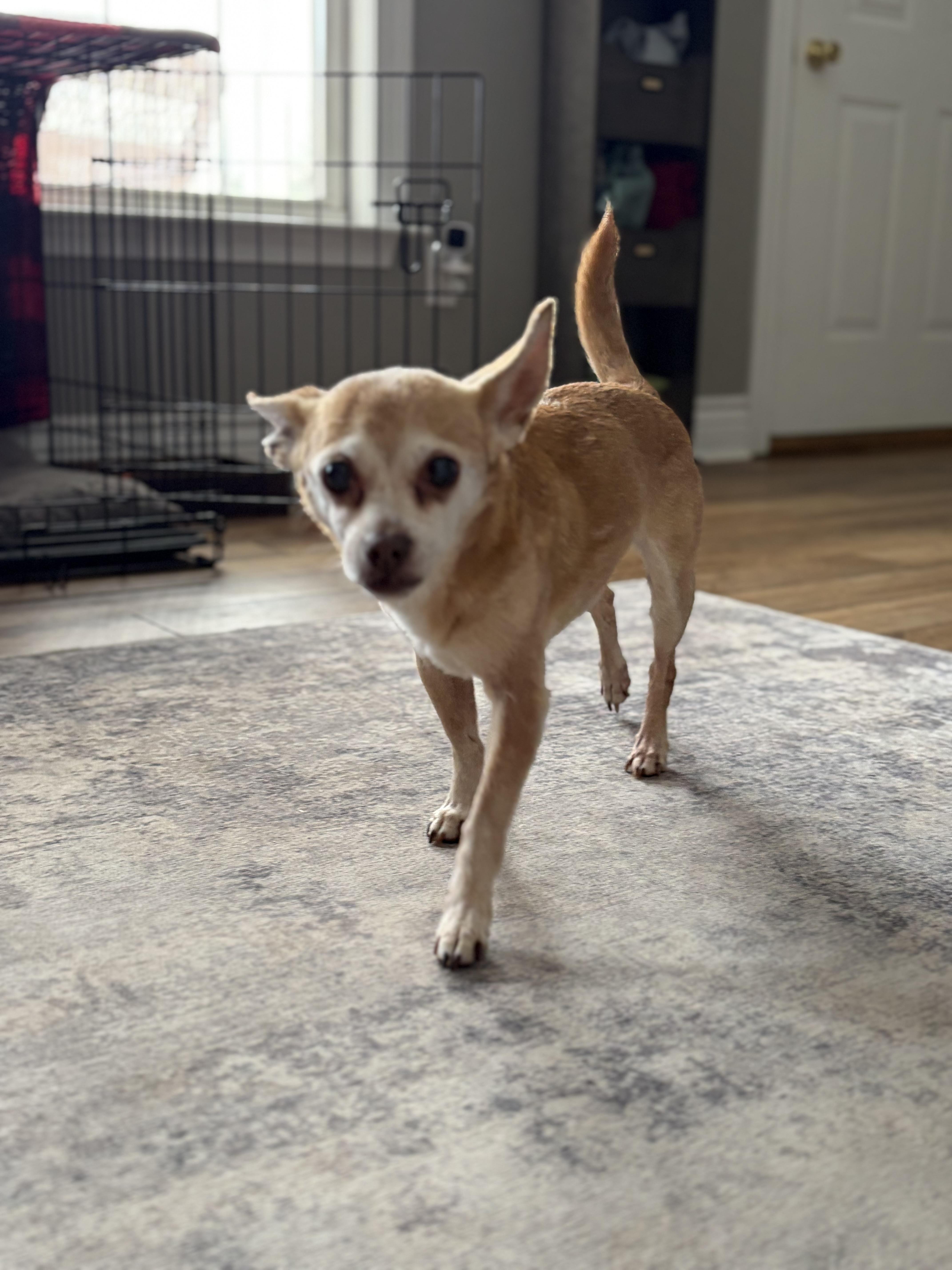 Enlarge Copper, a Adoptable mixed breed in Elkton, MD image 4/6