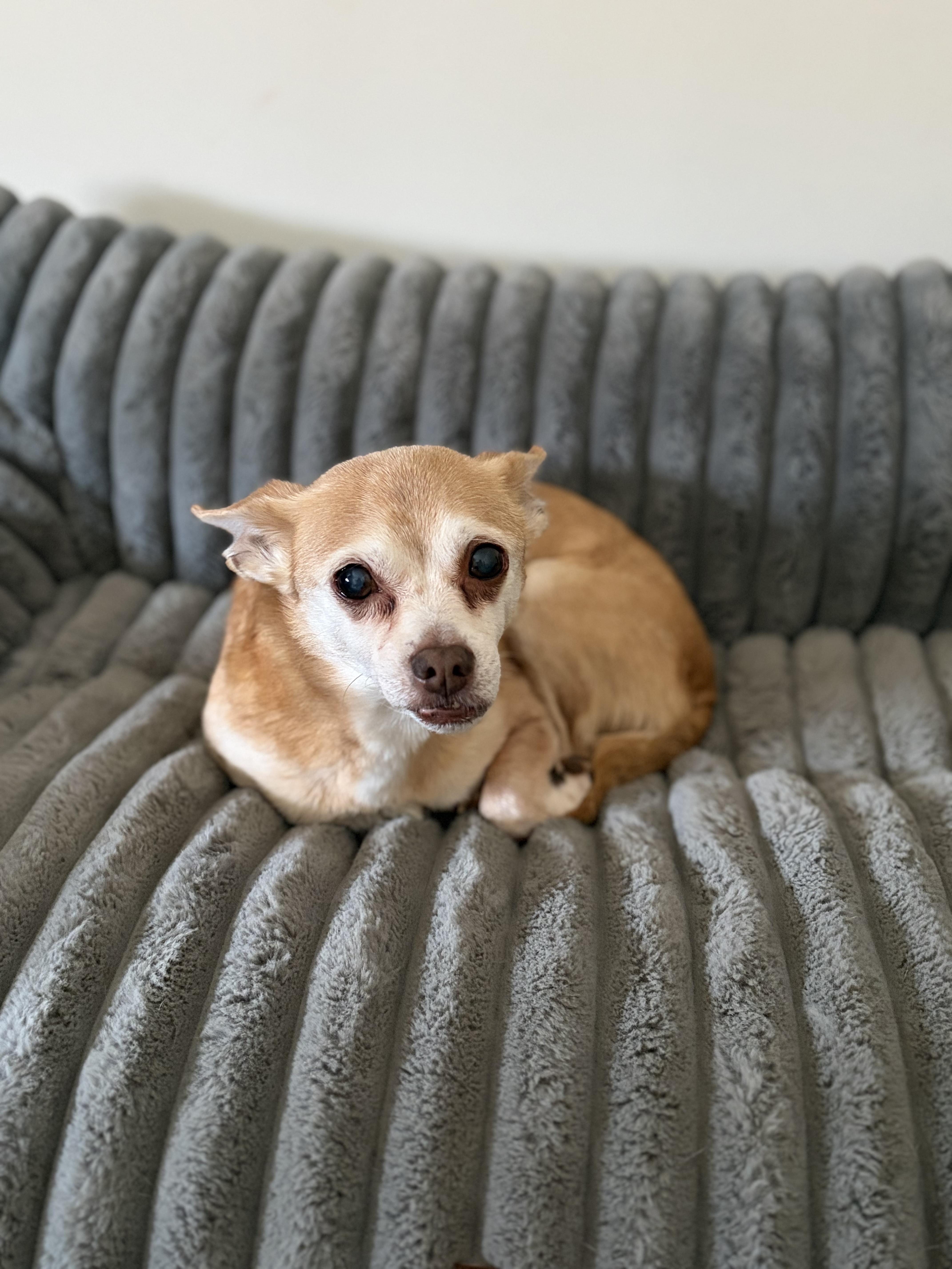 Enlarge Copper, a Adoptable mixed breed in Elkton, MD image 2/6