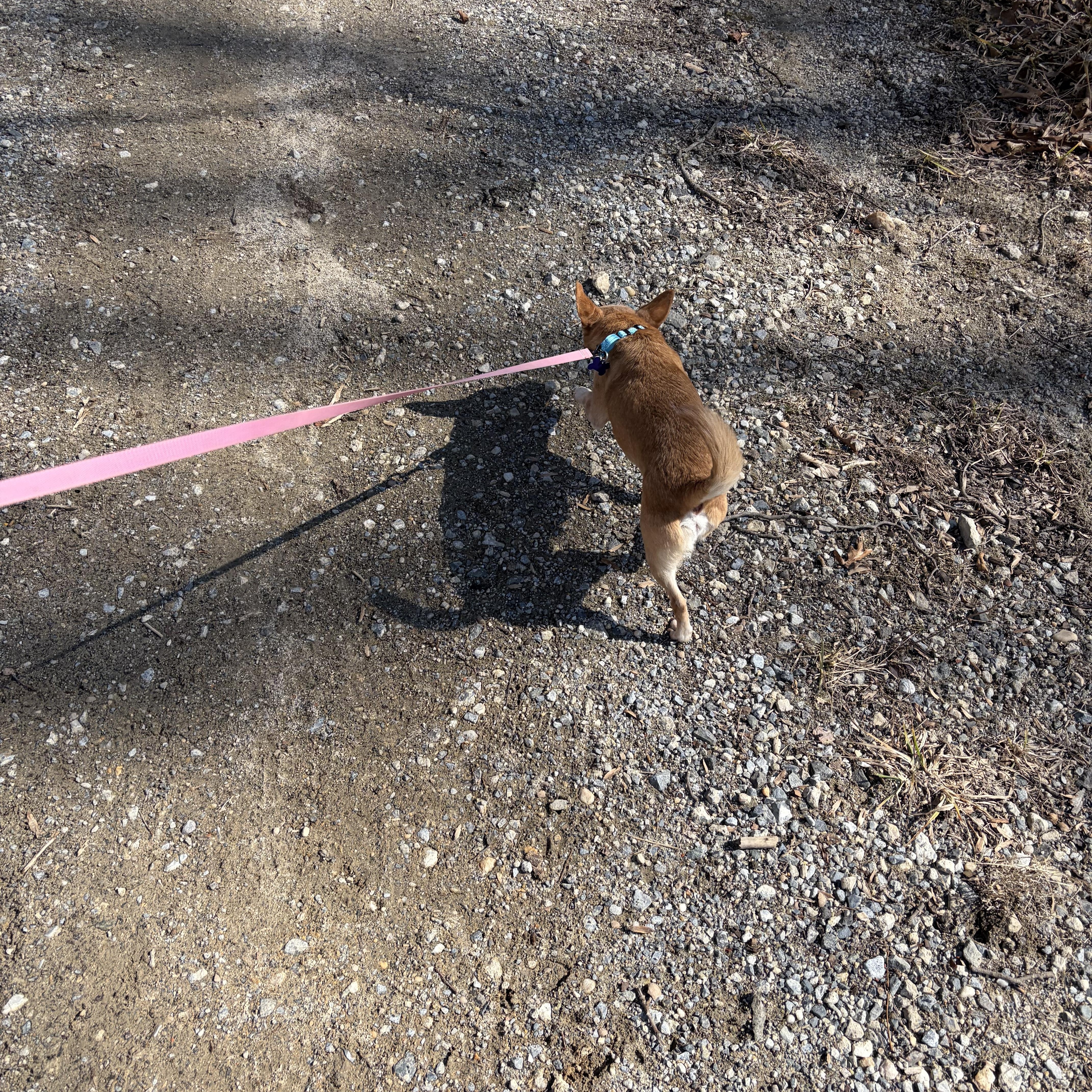 Enlarge Copper, a Adoptable mixed breed in Elkton, MD image 5/6