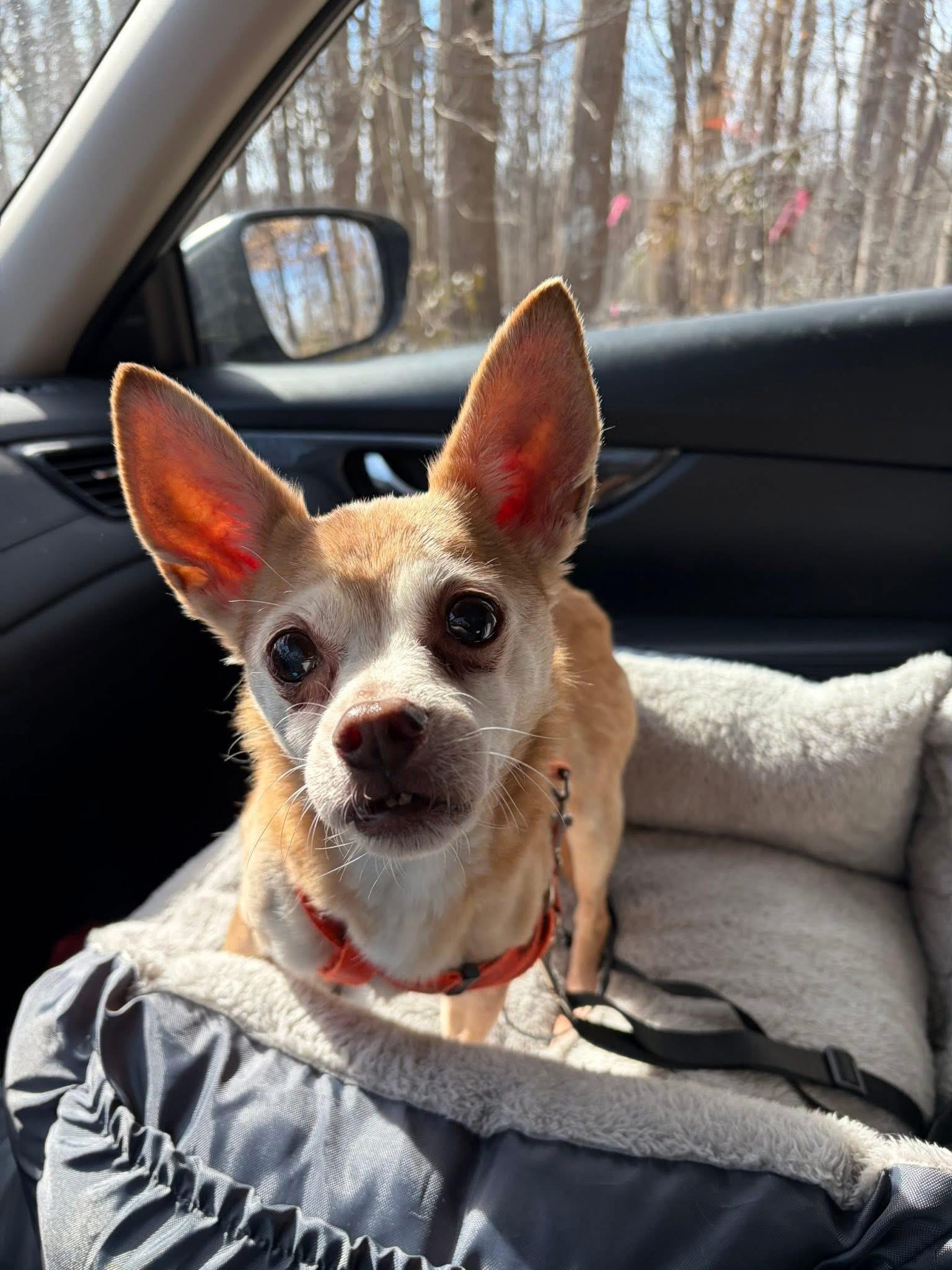 Enlarge Copper, a Adoptable mixed breed in Elkton, MD image 6/6