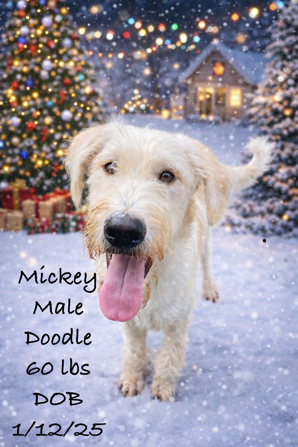Enlarge Mickey, a Adoptable mixed breed in Lacon, IL image 1/2