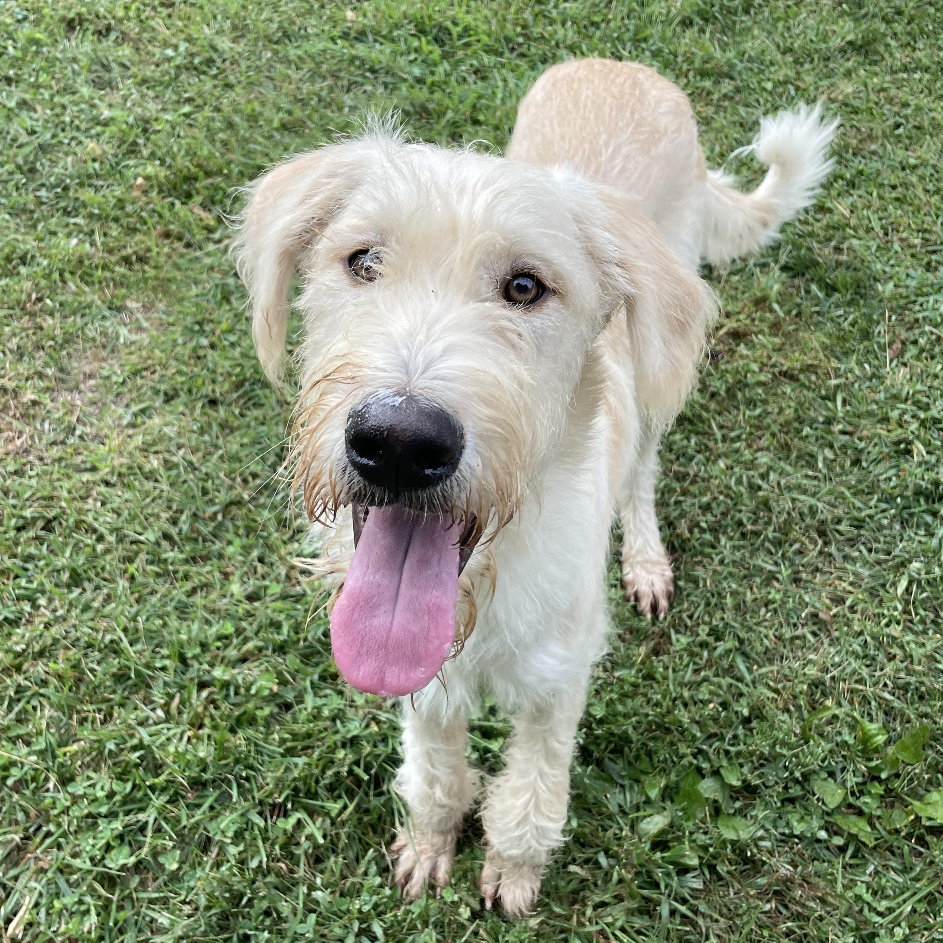 Enlarge Mickey, a Adoptable mixed breed in Lacon, IL image 2/2