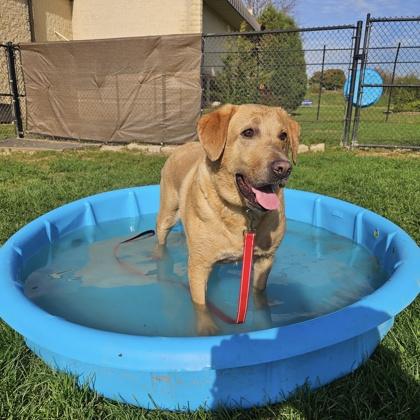 Enlarge Gus, a Adoptable mixed breed in Dubuque, IA image 2/2