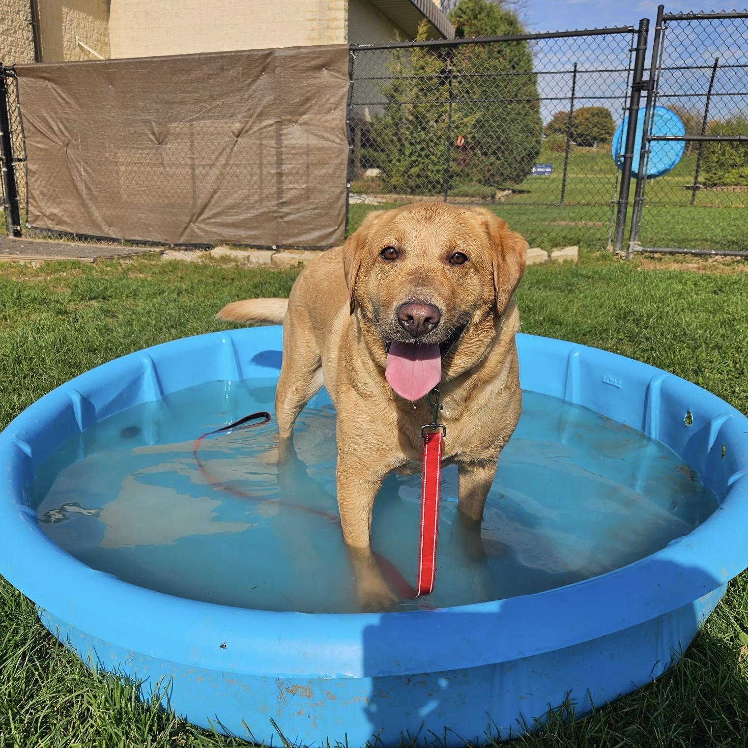 Gus, Adoptable, Adult Male Mixed Breed.