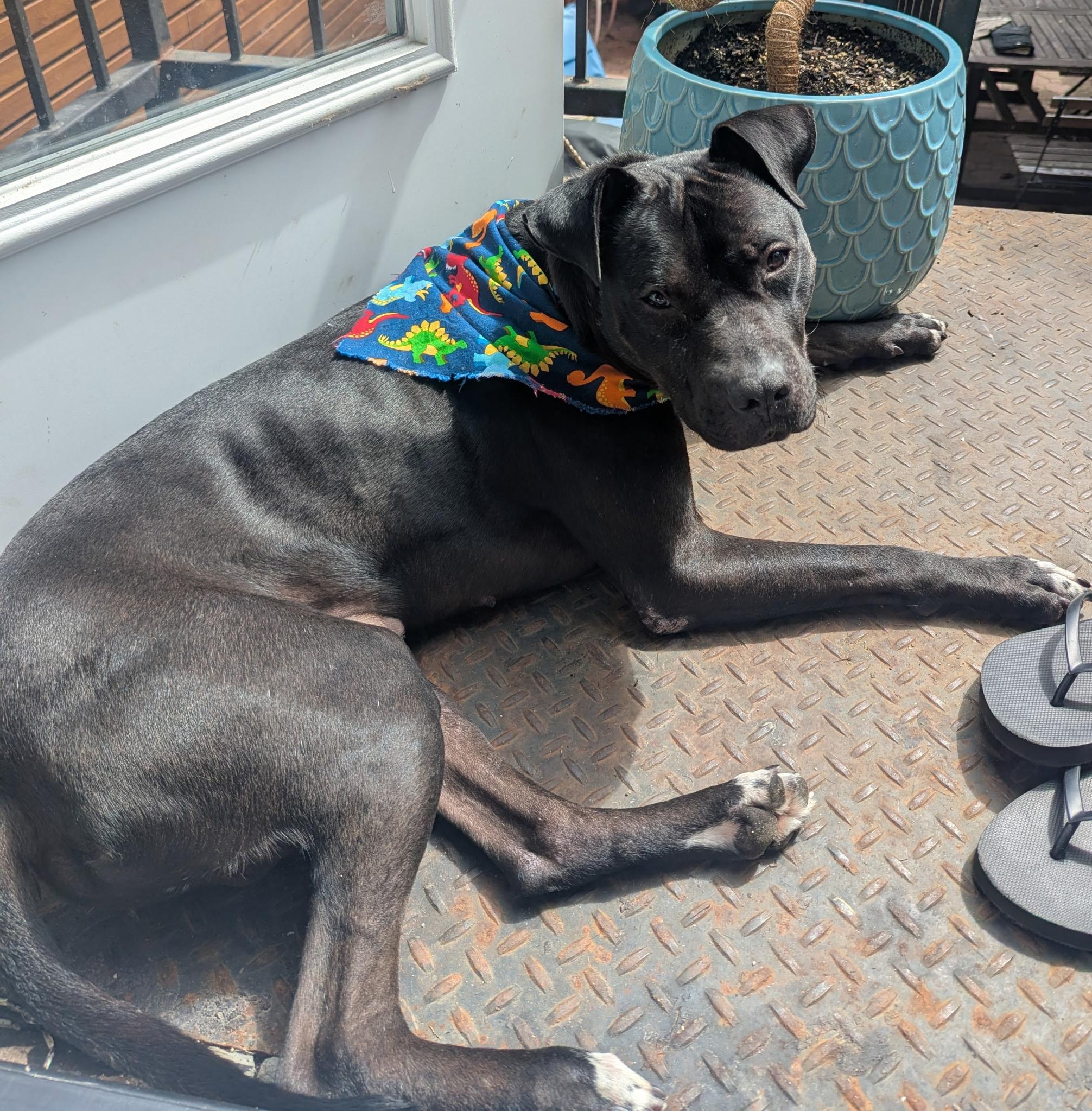 Blue, ADOPTABLE, Adult Male Mixed Breed.