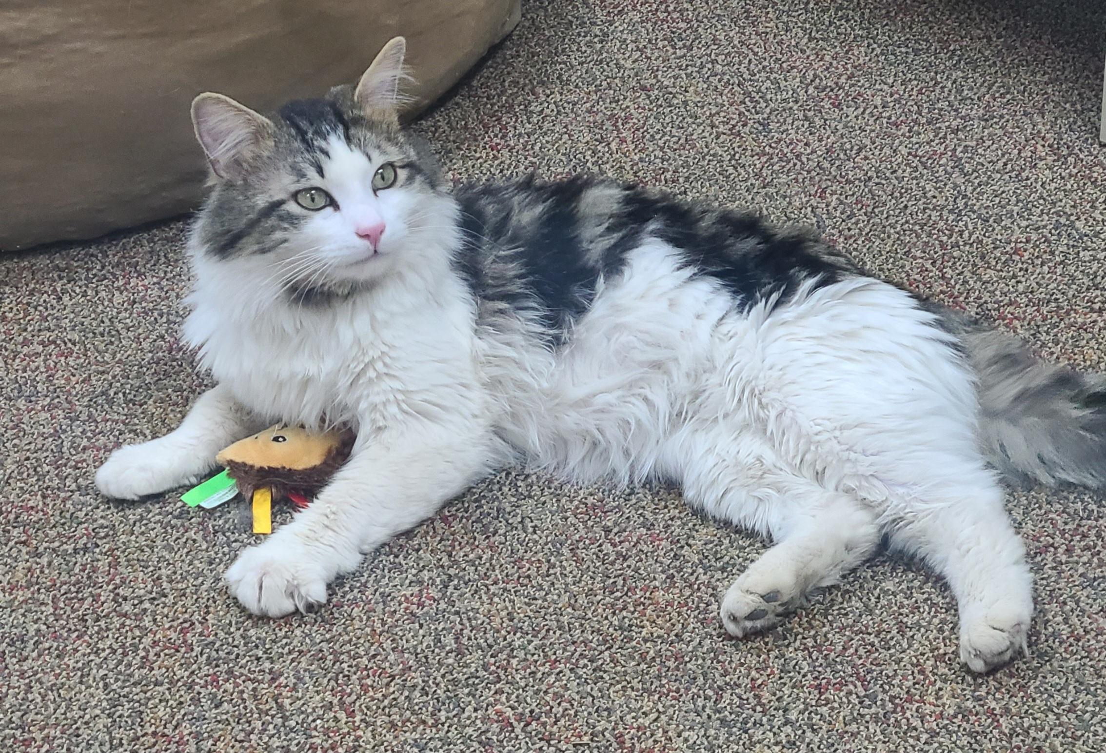 Enlarge Miles, a ADOPTABLE Domestic Medium Hair in Newcastle, WY image 3/3