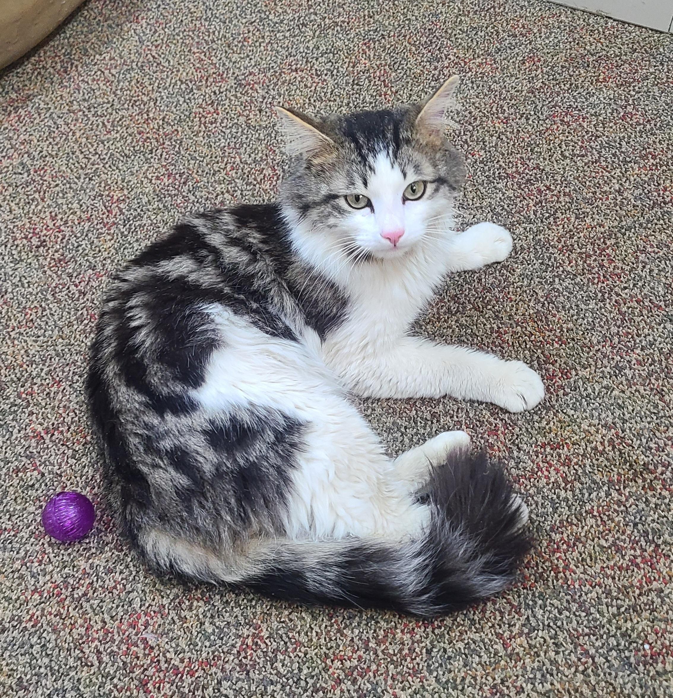 Enlarge Miles, a ADOPTABLE Domestic Medium Hair in Newcastle, WY image 2/3