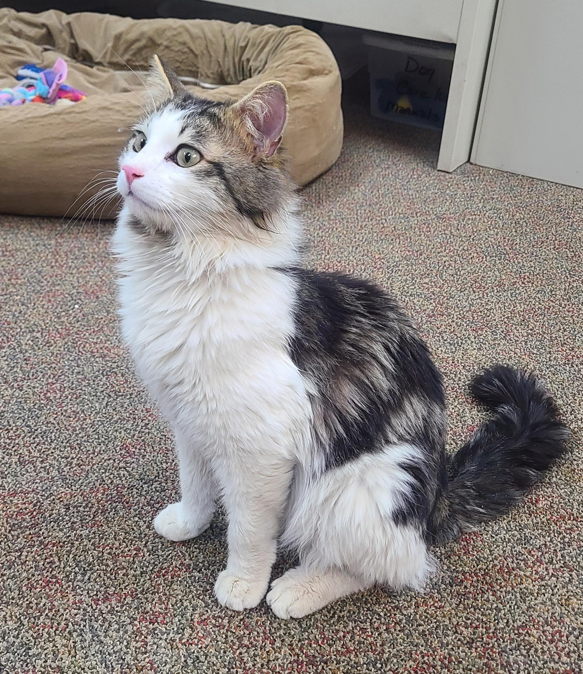 Miles, ADOPTABLE, Kitten Male Domestic Medium Hair.