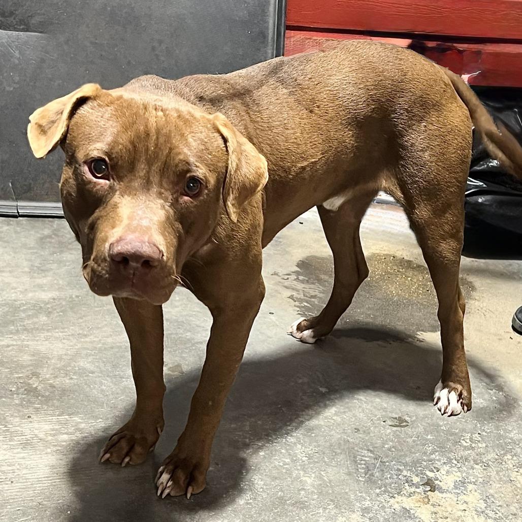 Scooby, Adoptable, Adult Male American Staffordshire Terrier & Mixed Breed.