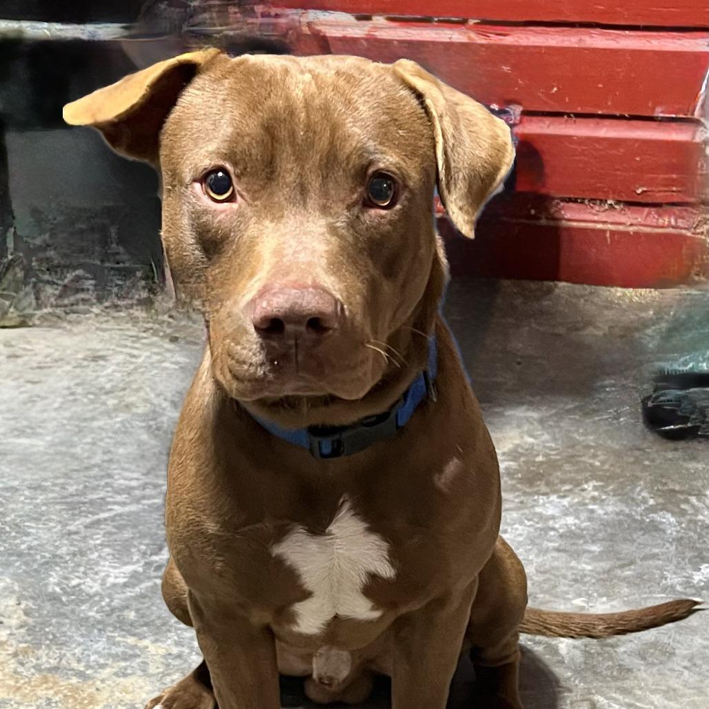 Enlarge Scooby, a Adoptable mixed breed in Natchez, MS image 2/3