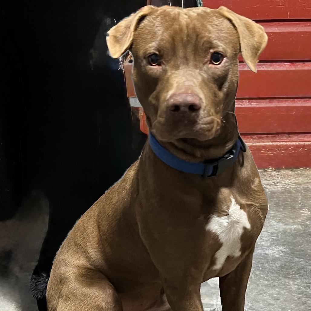 Enlarge Scooby, a Adoptable mixed breed in Natchez, MS image 3/3
