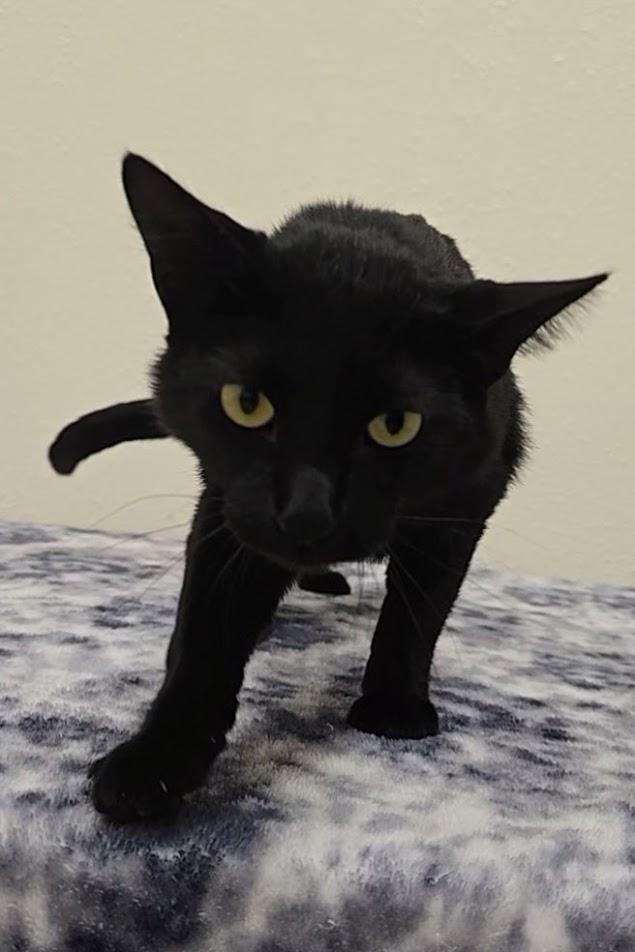 Enlarge Morpheus, a ADOPTABLE Domestic Short Hair in Red Wing, MN image 2/4