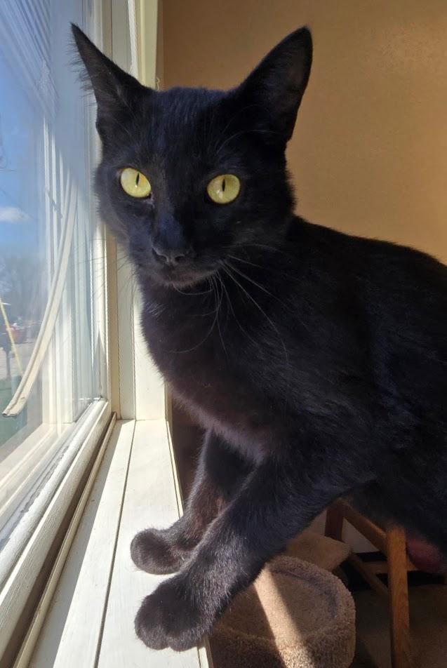 Morpheus, ADOPTABLE, Adult Male Domestic Short Hair.