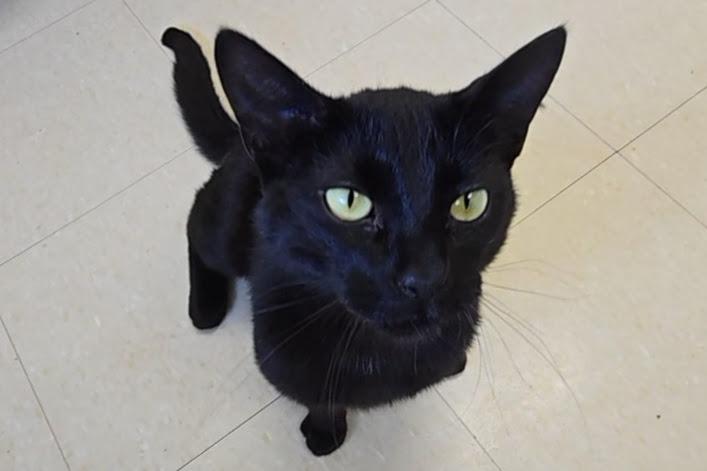 Enlarge Morpheus, a ADOPTABLE Domestic Short Hair in Red Wing, MN image 4/4