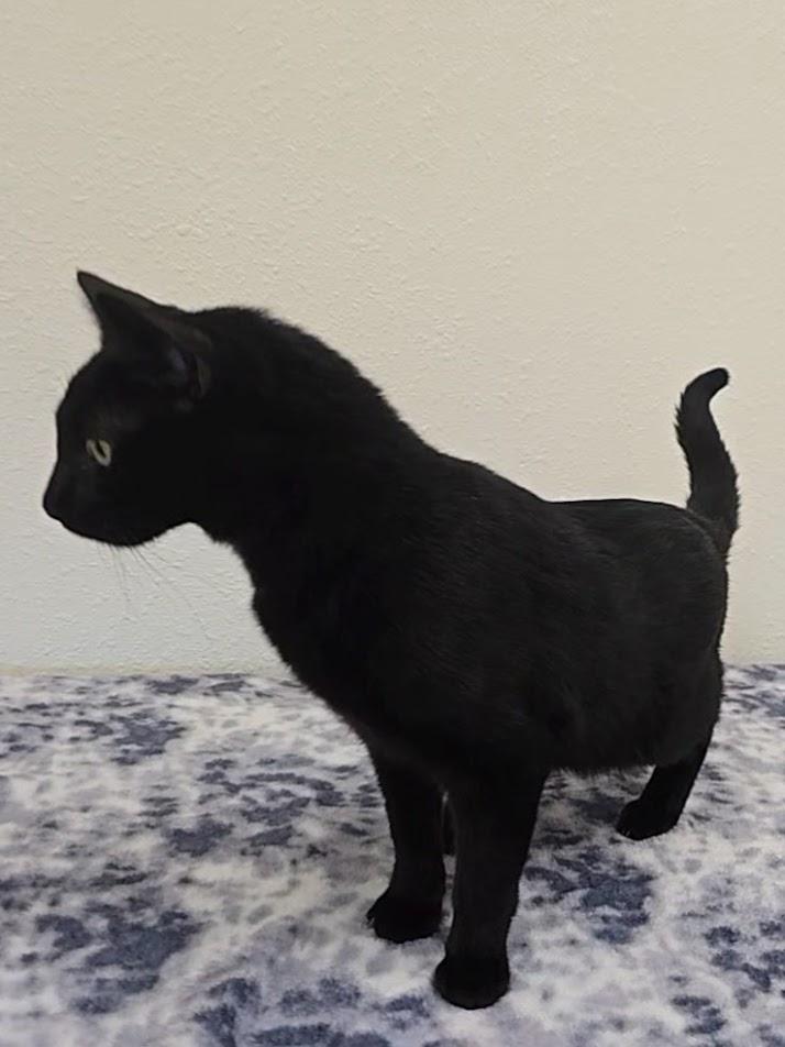 Enlarge Morpheus, a ADOPTABLE Domestic Short Hair in Red Wing, MN image 3/4