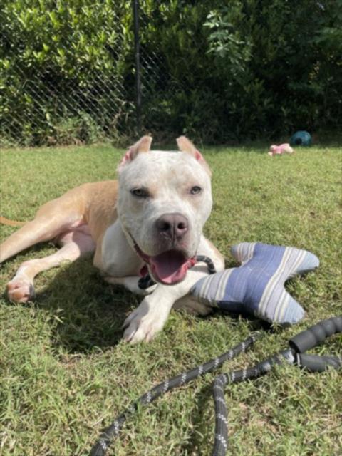Enlarge SPECKLE, a Adoptable Pit Bull Terrier in Chapel Hill, NC image 1/1
